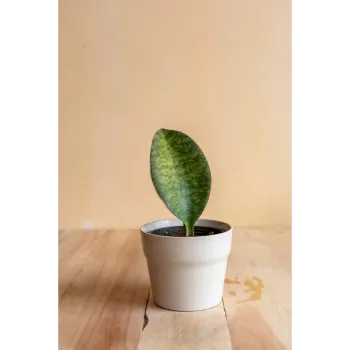 Succulent Plant 